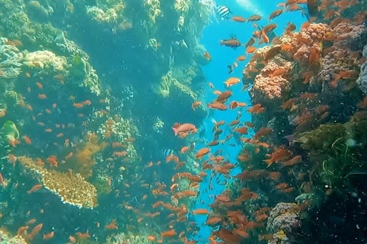 Try Scuba Diving from Makati to Anilao: Full-Day Introductory Dive
