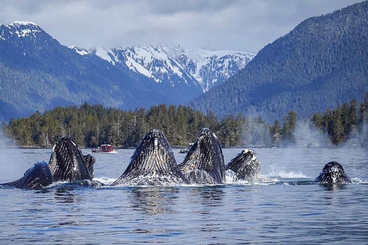 Sitka Small-Boat Whale Watching: Intimate Wildlife Cruise in Sitka Sound photo 2