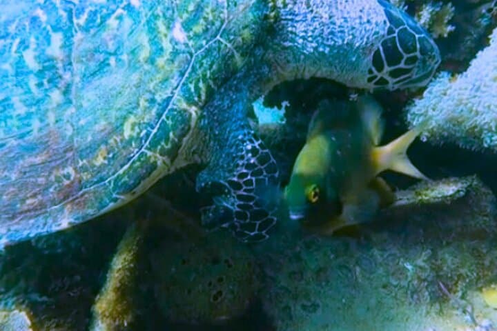 Try Scuba Diving from Makati to Anilao: Full-Day Introductory Dive photo 2