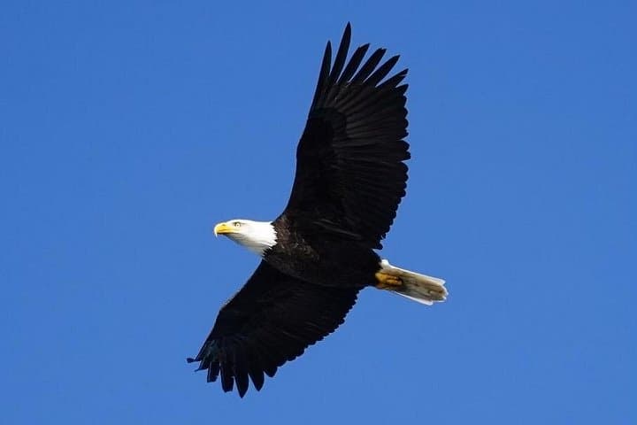 Sitka Small-Boat Whale Watching: Intimate Wildlife Cruise in Sitka Sound photo 3