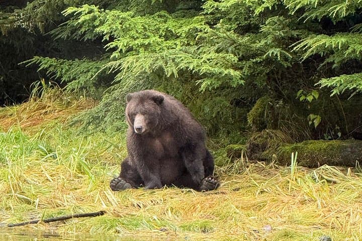 Sitka Small-Boat Whale Watching: Intimate Wildlife Cruise in Sitka Sound photo 4