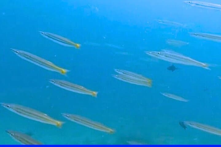 Try Scuba Diving from Makati to Anilao: Full-Day Introductory Dive photo 3