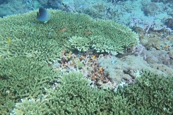 Try Scuba Diving from Makati to Anilao: Full-Day Introductory Dive photo 5