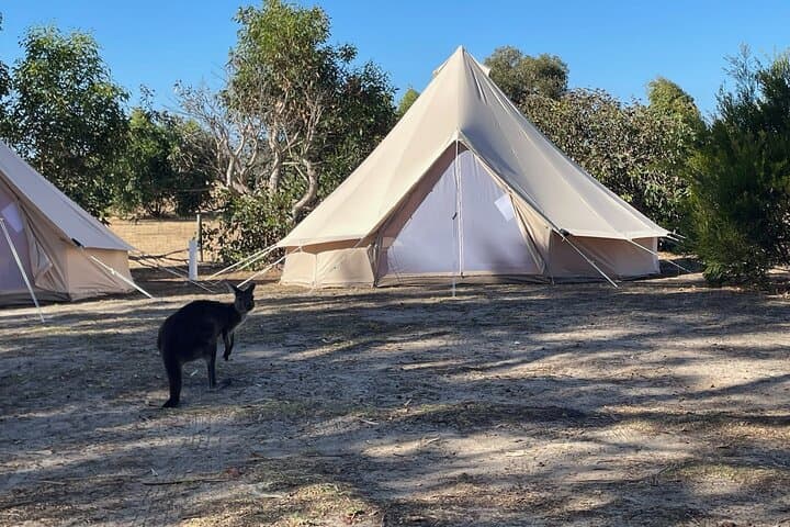 Kangaroo Island 2-Day Wildlife Adventure from Adelaide: Seal Bay, Remarkable Rocks, and Little Sahara photo 2