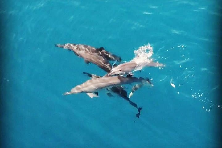 Moorea Combo Jet Ski Excursion and 4x4 Safari — Sharks, Rays & Island Vistas photo 3