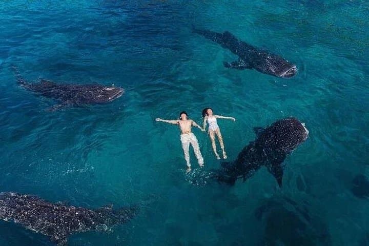 Oslob Whale Shark Snorkeling, Tumalog Falls & Osmeña Peak Day Tour photo 4
