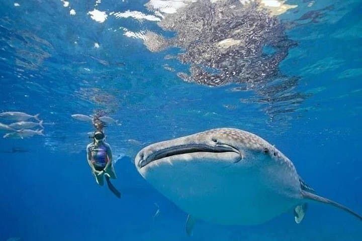 Oslob Whale Shark Snorkeling, Tumalog Falls & Osmeña Peak Day Tour photo 1