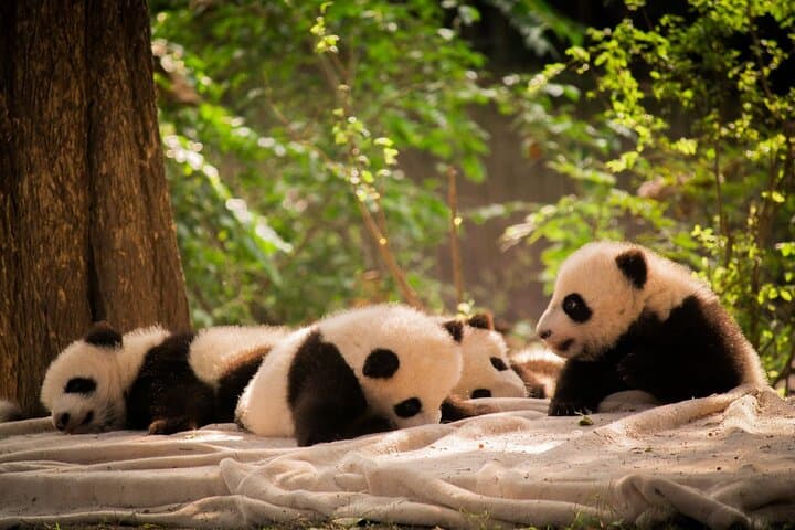 Private Chengdu Panda Base Tour: Half-Day Guided Visit to Giant Pandas photo 4