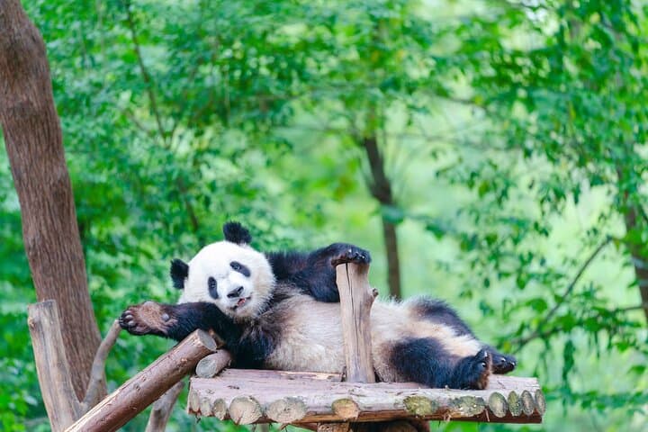 Private Chengdu Panda Base Tour: Half-Day Guided Visit to Giant Pandas photo 5