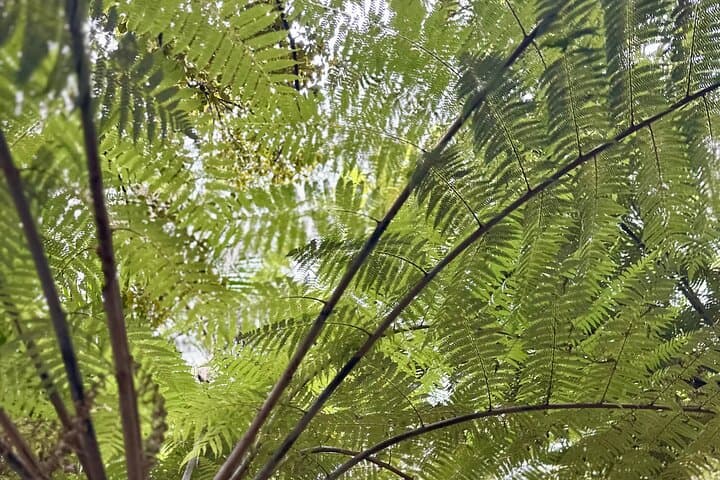 Private Piha Beach, Waitākere Rainforest & Mt Eden Guided Tour (5-hour) photo 6