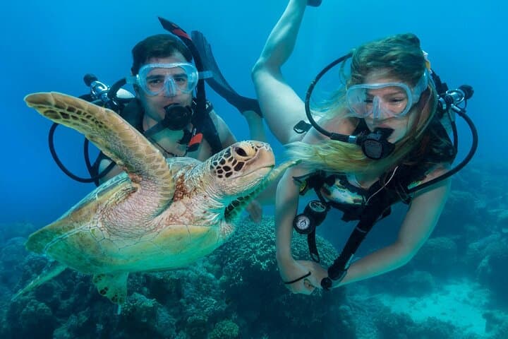 Jeddah Scuba Diving: Explore the Red Sea's Coral Gardens & Fossil Reefs photo 3