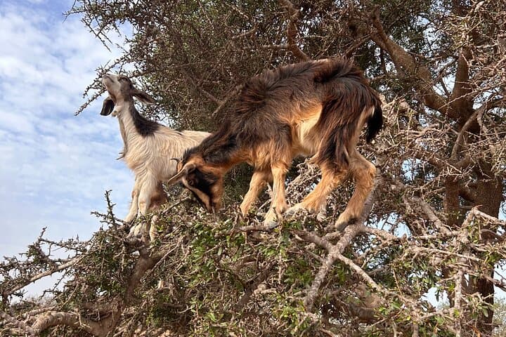 Crocoparc Agadir: Half-Day Visit to Crocodiles, Tortoises and the Goats in the Trees