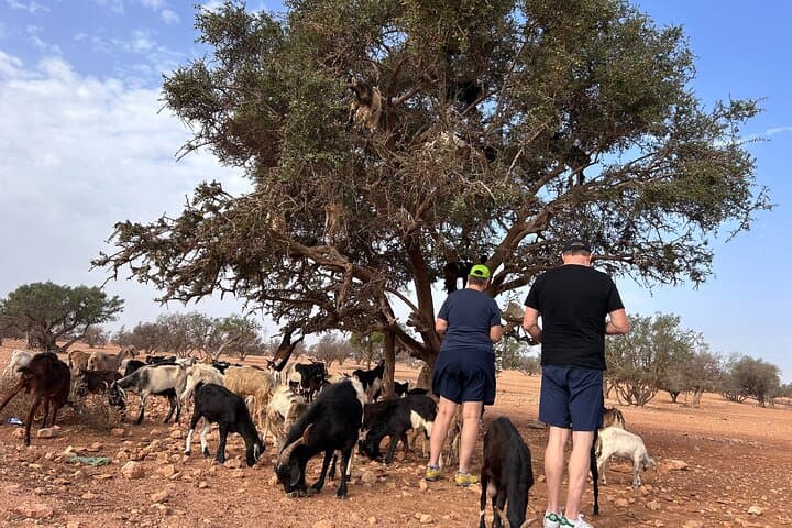 Crocoparc Agadir: Half-Day Visit to Crocodiles, Tortoises and the Goats in the Trees photo 2