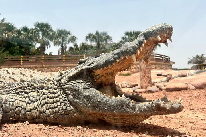 Crocoparc Agadir: Half-Day Visit to Crocodiles, Tortoises and the Goats in the Trees photo 6
