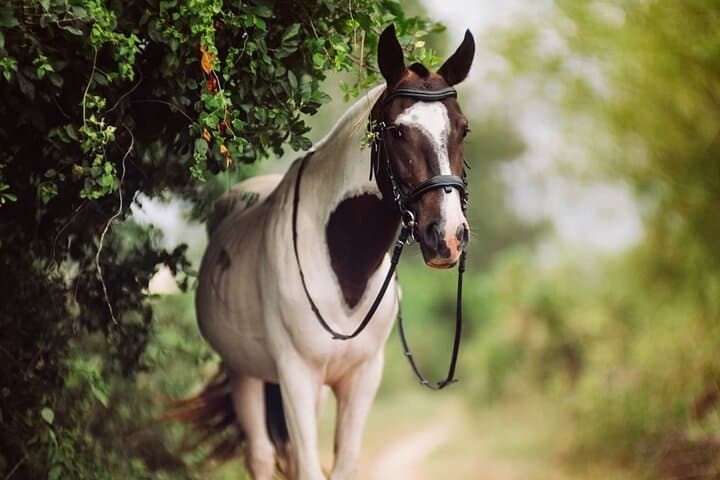 Horseback Riding Through Rice Fields Near Hoi An: A 1-Hour Rural Trail Experience photo 4