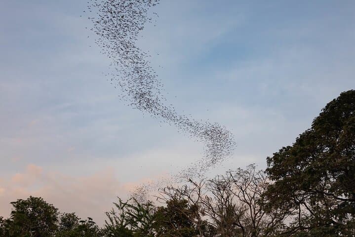 Siem Reap to Battambang: Bamboo Train, Phnom Sampov Bat Cave & Sunset Tour photo 4