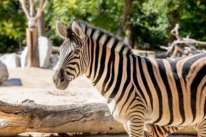 Inside Zoo Aquarium Madrid: Guide to Casa de Campo’s Wildlife Experiences photo 3