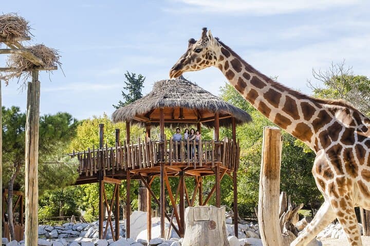 Inside Zoo Aquarium Madrid: Guide to Casa de Campo’s Wildlife Experiences photo 5