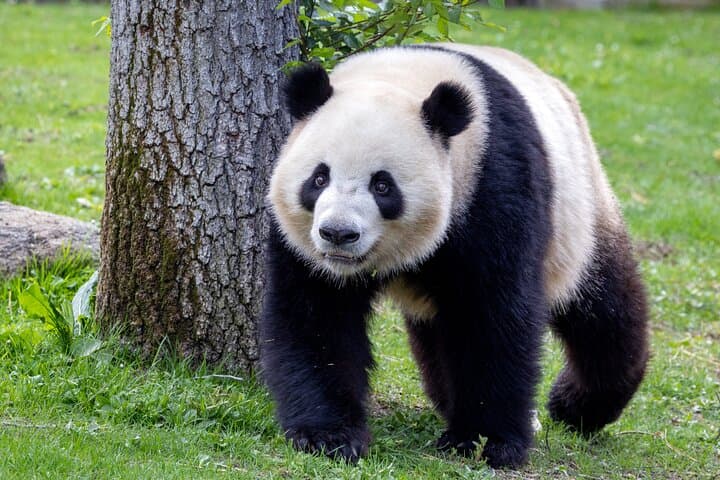 Inside Zoo Aquarium Madrid: Guide to Casa de Campo’s Wildlife Experiences photo 6