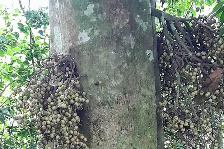 São Tomé Waterfall, Organic Coffee & Forest Community Tour photo 4