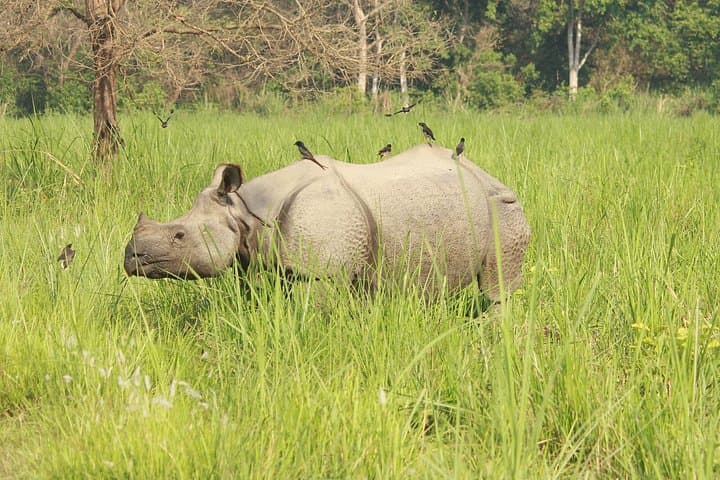 Kathmandu and Chitwan: 6-Day Cultural and Wildlife Journey in Nepal photo 2