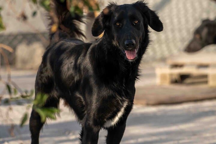 Pawsitive Vibes: Santorini Animal-Forward Island Walk & Black-Sand Picnic photo 2