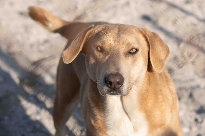 Pawsitive Vibes: Santorini Animal-Forward Island Walk & Black-Sand Picnic photo 4