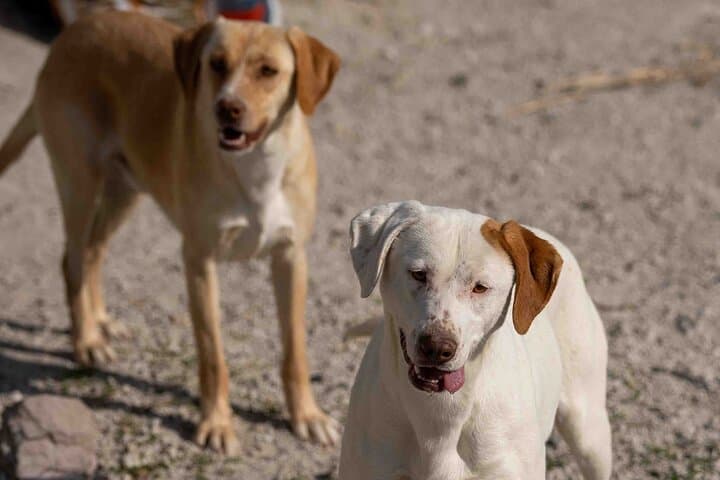 Pawsitive Vibes: Santorini Animal-Forward Island Walk & Black-Sand Picnic photo 5