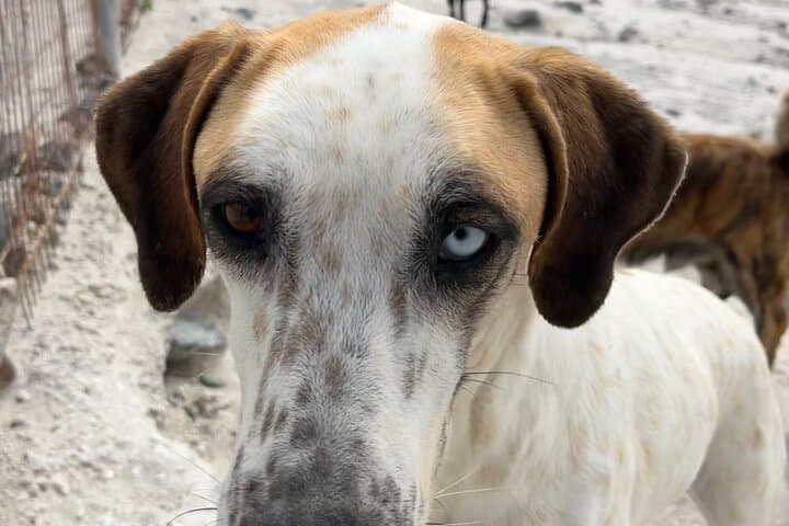 Pawsitive Vibes: Santorini Animal-Forward Island Walk & Black-Sand Picnic photo 6