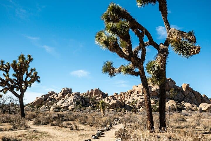 Joshua Tree Hidden Valley Self-Guided Audio Tour — Explore the 1-Mile Loop photo 5