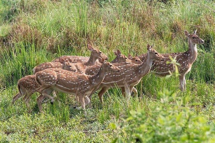 All Nepal Tour — Kathmandu to Pokhara: Culture, Wildlife & Himalayan Views (10-Day) photo 5
