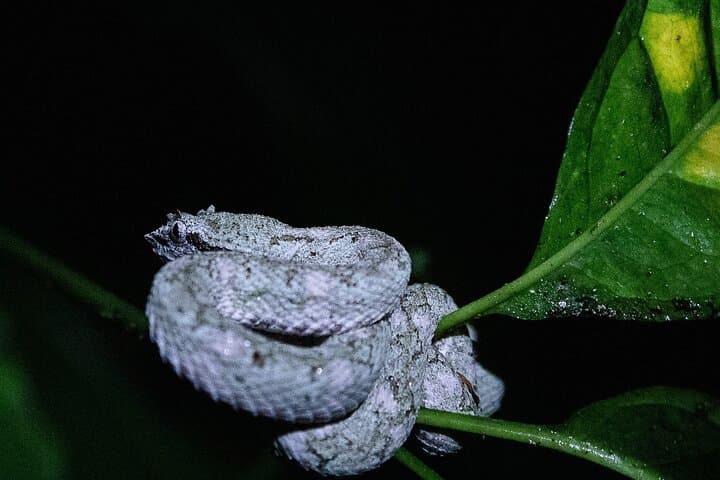 Night Wildlife Walk in Costa Rica's Wild Talamanca Rainforest