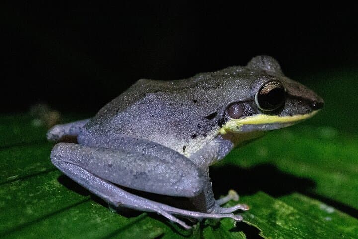 Night Wildlife Walk in Costa Rica's Wild Talamanca Rainforest photo 2