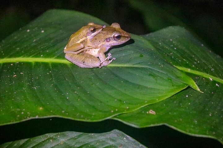 Night Wildlife Walk in Costa Rica's Wild Talamanca Rainforest photo 3