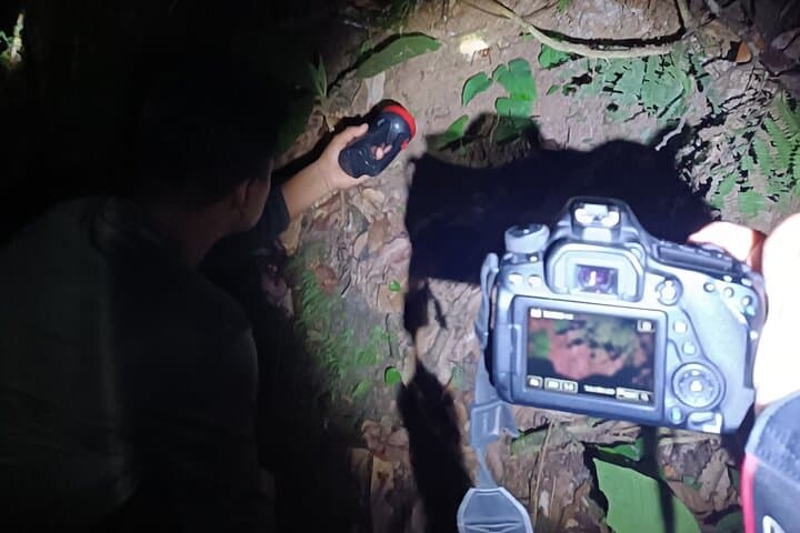 Night Wildlife Walk in Costa Rica's Wild Talamanca Rainforest photo 4