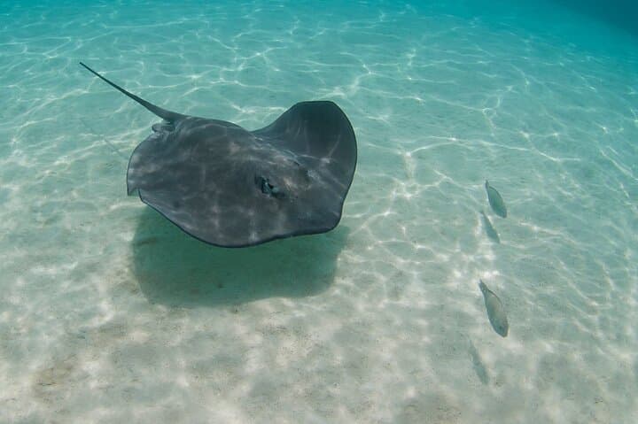 Akumal Snorkeling & Hidden Cenote: Private Reef and Underground River Adventure photo 4