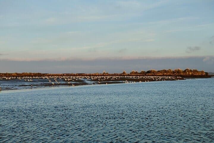 Ria de Aveiro Highlights: Guided Boat Tour Through Portugal’s Coastal Lagoon photo 4