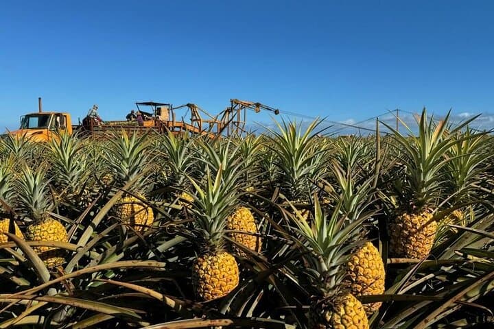 North Shore Dole Pineapple Farm Tour — Taste Oahu's Pineapple History photo 3