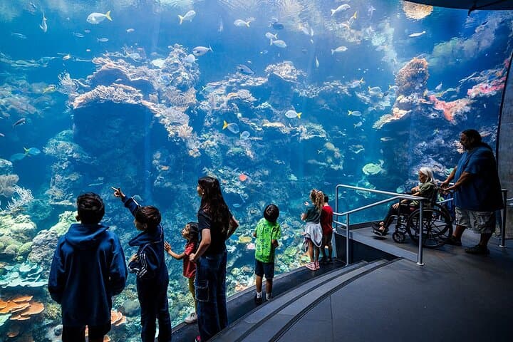 Inside the California Academy of Sciences: Aquarium, Rainforest & Planetarium in Golden Gate Park
