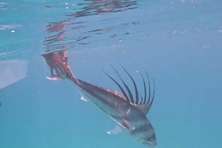 Roosterfish on the Fly: La Paz Fly-Fishing Charter for Trophy Roosterfish photo 2