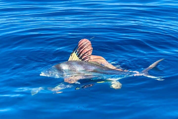 Roosterfish on the Fly: La Paz Fly-Fishing Charter for Trophy Roosterfish photo 4