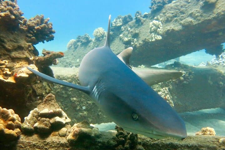 Lahaina Turtle & Shark Scuba Dive — Certified Shore Dive with Gear Included
