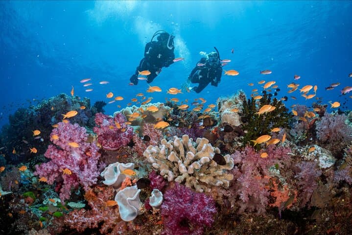 Waikiki Wreck and Reef Dive: Sea Tiger, YO-237 & Turtle Encounters photo 2