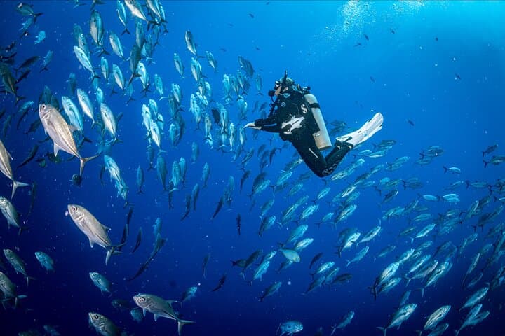 Waikiki Wreck and Reef Dive: Sea Tiger, YO-237 & Turtle Encounters photo 3