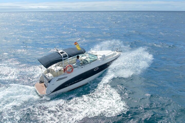 Tenerife Luxury Whale & Dolphin Boat Trip — Southern Coast Wildlife Cruise photo 3