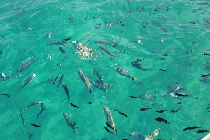 Snorkeling Tavolara Marine Protected Area: Crixus Wreck & Molara Pools photo 6