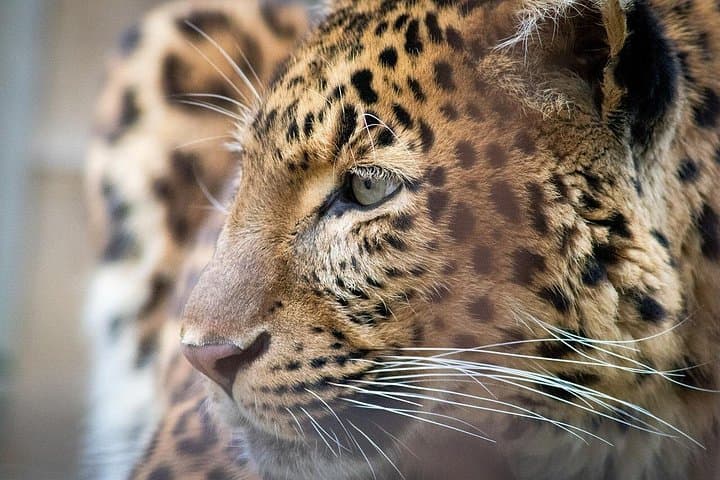Golden Triangle and Ranthambore Leopard Safari: 3-Day Private Tour from Delhi photo 1