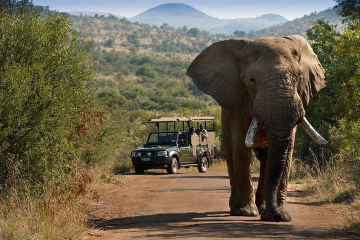 3-Day Pilanesberg Safari at Bakubung Lodge — Big Five Open-Vehicle Drives photo 4