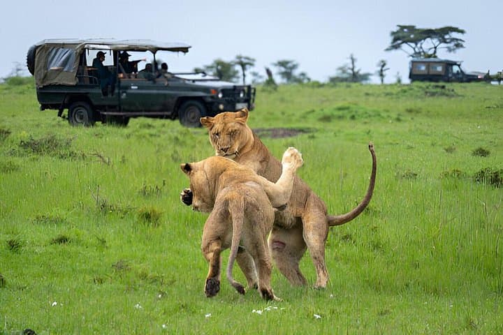 3-Day Eco-Luxury Chobe River Safari at Chobe Bakwena Lodge photo 2