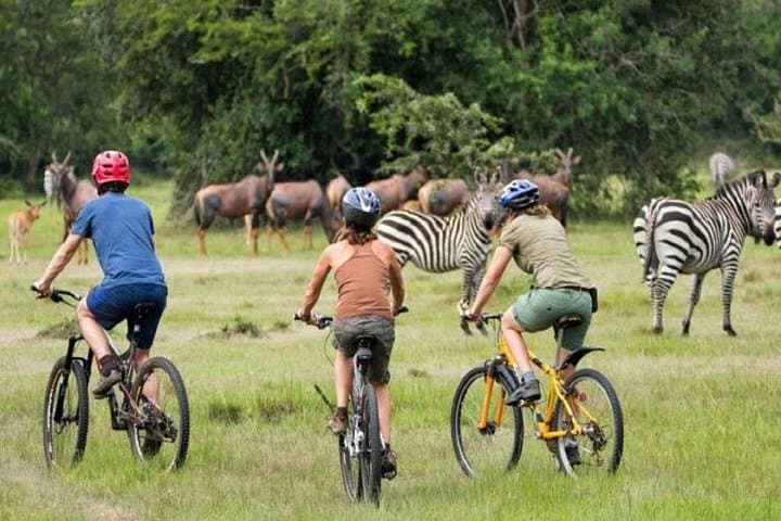 2-Day Lake Mburo Cycling Safari — Up-Close Wildlife & Cultural Ride from Kampala